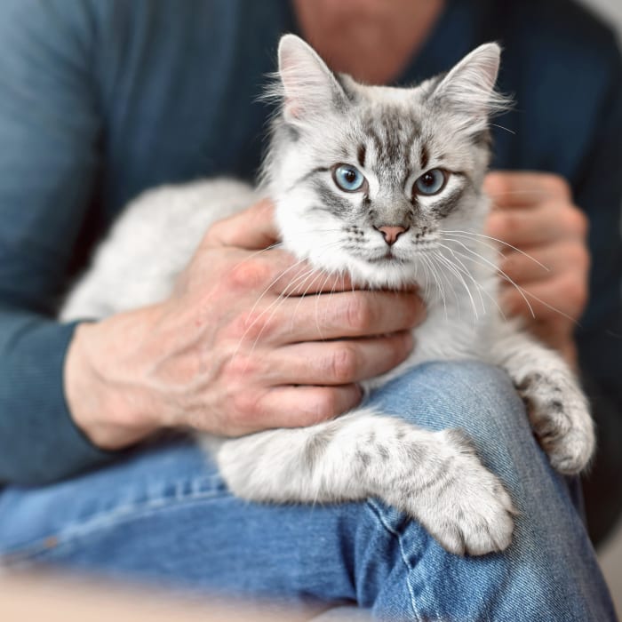 Cumberland Animal Clinic in Smyrna