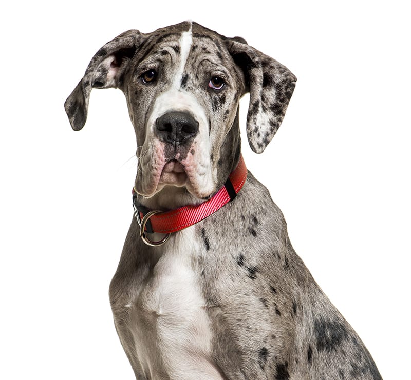 Giant Dogs, Cumberland Animal Clinic