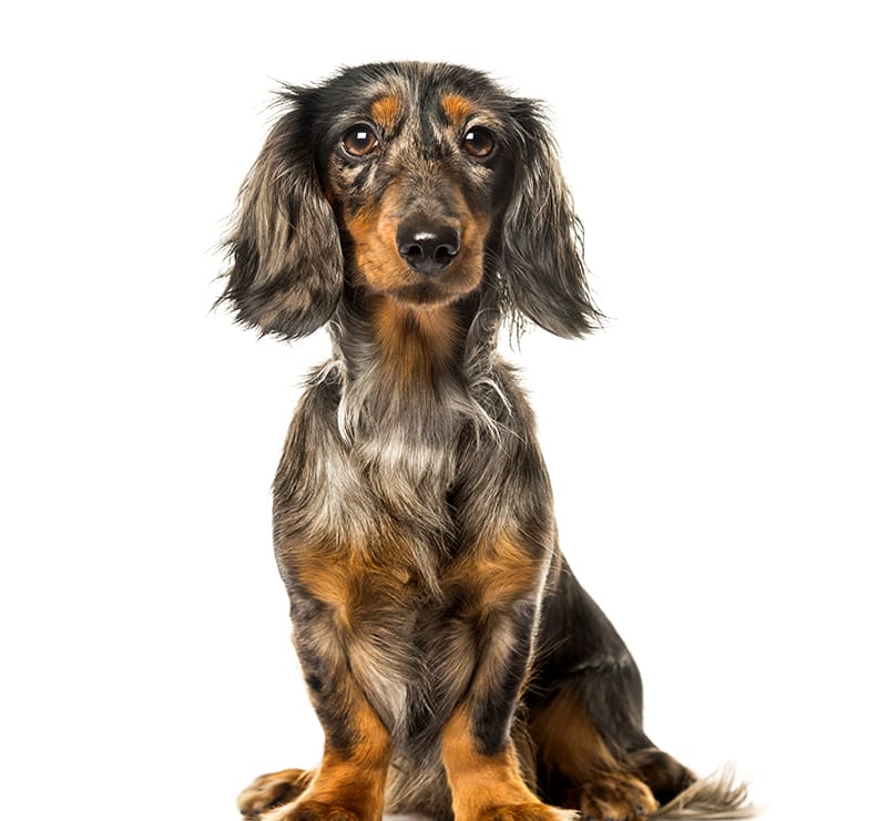 Small Dogs, Cumberland Animal Clinic