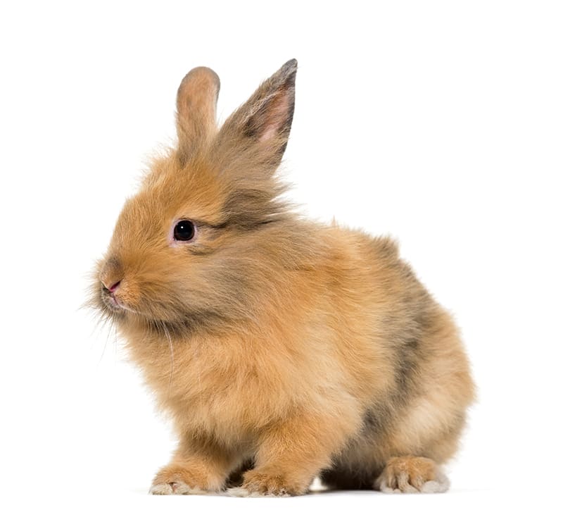 Small Mammals, Cumberland Animal Clinic